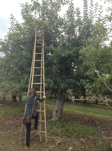 apple picking 4