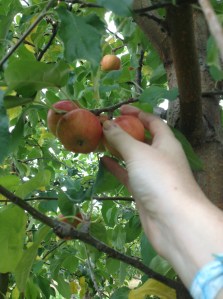 apple picking 6