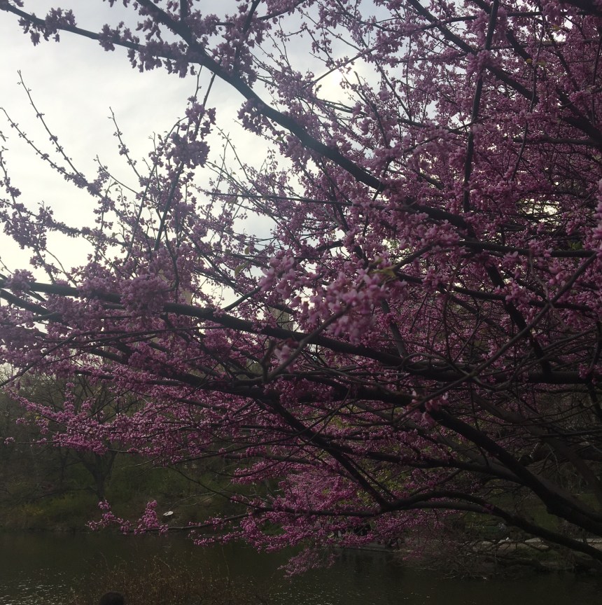 what's cookin - may2017_2